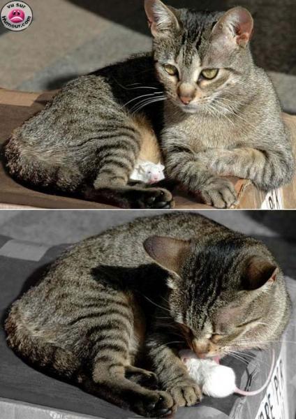 Drole d'amis...